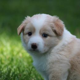 Gold boy 1 - Gold male Border Collie puppy in Tylertown, Mississippi from Cool Meadow Farms