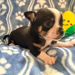 Blackbeard AKC - Black and tan male Chihuahua puppy in Seneca, Missouri from Stephanie’s Puppy Colony