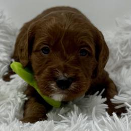 Green Male - Apricot male Goldendoodle puppy in Great Falls, Montana from Montana Goldendoodles