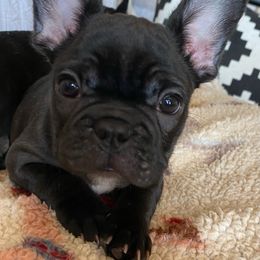 French Bulldog Puppies from Small Town Frenchies