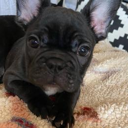 French Bulldog Puppies from Small Town Frenchies