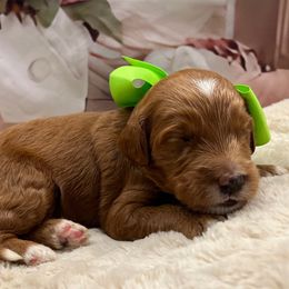 Rayna - Red  male Goldendoodle puppy in The Woodlands, Texas from Gracie's Goldendoodles and Bernedoodles