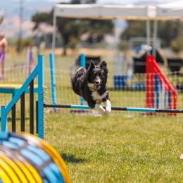 Border Collie Puppies from Cathedral Border Collies
