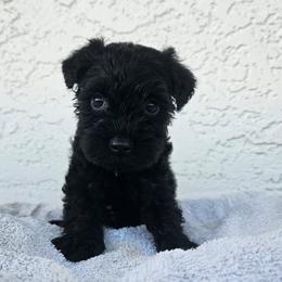 Boy 4 - Black male Miniature Schnauzer puppy in Vista, California from Olympus Schnauzers