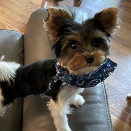 Archie - Biewer Terrier