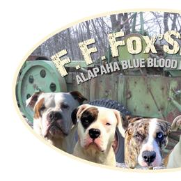 Alapaha Blue Blood Bulldogs from F. F. Fox’SFarm of ALAPAHA BLUE BLOOD BULLDOGS