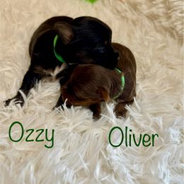 Oliver - Chocolate, tan and white male Yorkshire Terrier puppy in Tulsa, Oklahoma from Conns Cuddly Canines