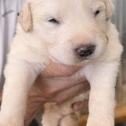 Girl 2 - White female Great Pyrenees puppy in Elfrida, Arizona from Outlaw Acres Farm & Kennels