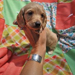 Dachshund Puppies from Boot Scootin Pups