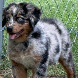 Blu - Blue merle female Australian Shepherd puppy in Plant City, Florida from G2K9’s