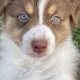 Australian Shepherd Puppies from Double BarH