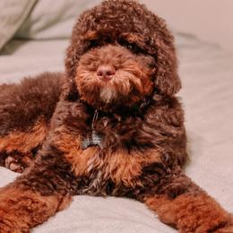 Aussiedoodles, Cavapoos, Goldendoodles, Miniature Australian Shepherds, and Poodles from Copper Lane Aussies, Doodles & Cavapoos