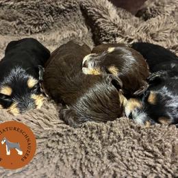 Miniature Schnauzer puppies from Sabrina's Miniature Schnauzers