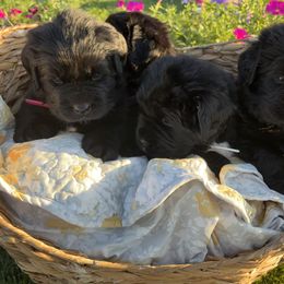 Newfoundland Puppies from CBN