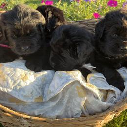Newfoundland Puppies from CBN