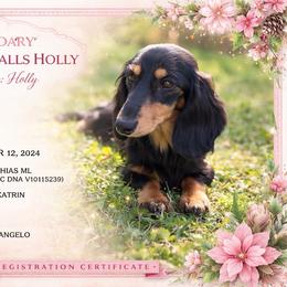 Holly - Dachshund