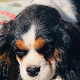 Cavalier King Charles Spaniels from Circle Valley Cavaliers