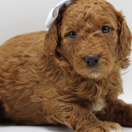 Goldendoodles from Glowdendoodles