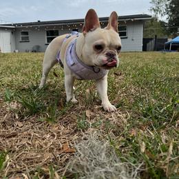 Cupcake - Cream female French Bulldog puppy in Riverview, Florida from The Frenchie Lady Co.