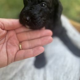 Goldendoodle Puppies from David's Doodles