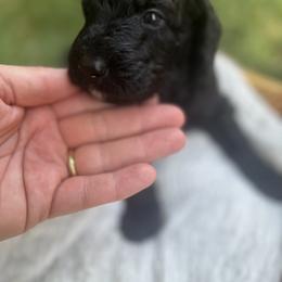 Goldendoodle Puppies from David's Doodles