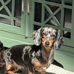 Dachshund Puppies from SunnySeaDachs
