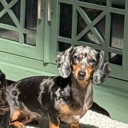Dachshund Puppies from SunnySeaDachs