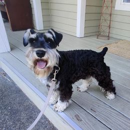 Hero - Miniature Schnauzer