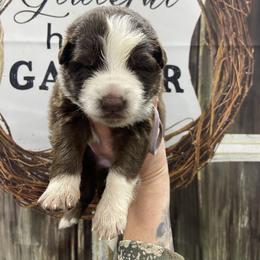 Girl 1 Light Purple collar - Panda female German Shepherd puppy in Pelham, North Carolina from P & P Shepherds