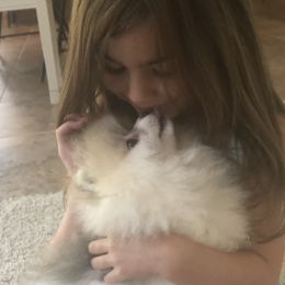 Pomeranian Puppies from Pardi Poms