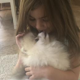 Pomeranian Puppies from Pardi Poms