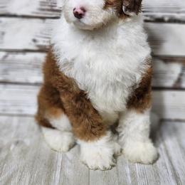 Golden Mountain Doodle puppies from Austin Doodles & Poodles