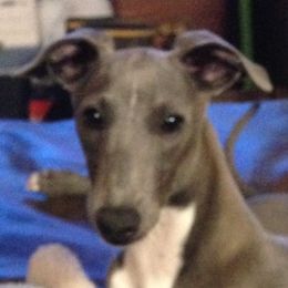 Italian Greyhounds from Laviere IG's