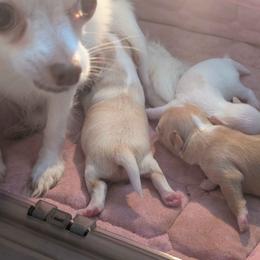 Chihuahua puppies from ChibiChi