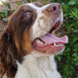 Copper - English Springer Spaniel