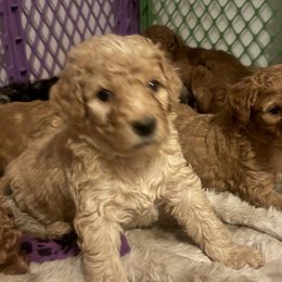 Boy 1 - male Aussiedoodle puppy in Riverside, California from Just Loving Doodles
