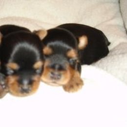 Star Shine Yorkies breeder of Yorkshire Terrier