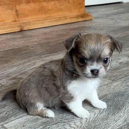 Hope - Blue and white female Chihuahua puppy in Menifee, California from Lane’s Little Long Coats
