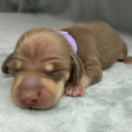 Female 1 - Chocolate and tan female Dachshund puppy in Birmingham, Alabama from LongBottomDachshunds