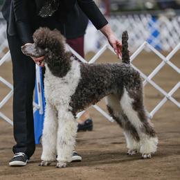 Sperry - Poodle