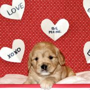Girl Ruby - Cavaton puppy from Lakeshore Cavatons