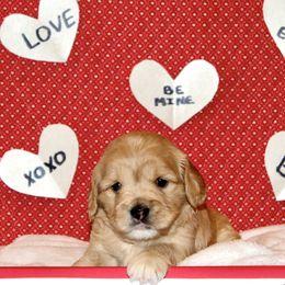 Girl Ruby - Cavaton puppy from Lakeshore Cavatons