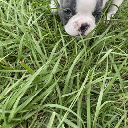 French Bulldog Puppies from Hershe Kennel
