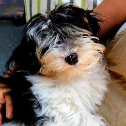 Tucker - Havanese
