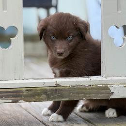Tulip - Red & white female Australian Shepherd puppy in Windsor, New York from Double B Aussies