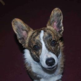 Ranger - American Corgi