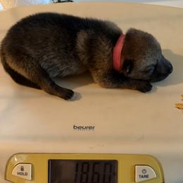 Girl 1 - female Czechoslovakian Vlcak puppy in Florida from DireWolf Pack
