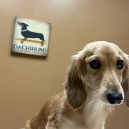 Rose - Dachshund