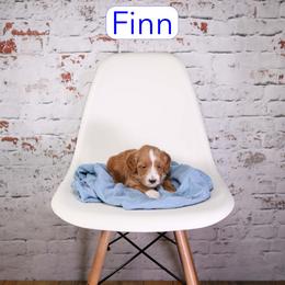 Finn - Red  male Goldendoodle puppy in Calhoun, Georgia from Happy Top Doodles