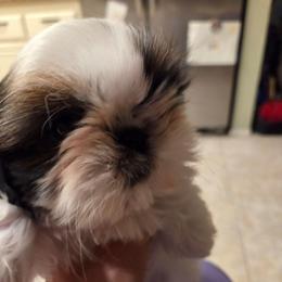 Mystic - Red and white female Shih Tzu puppy in Riverside, California from Raincross Shih Tzu